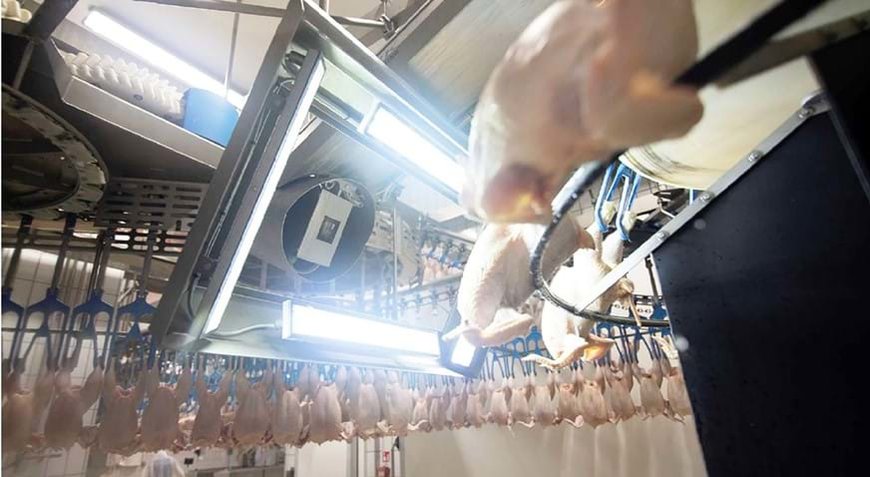 Accurate registration of weight and quality – a top priority in poultry processing